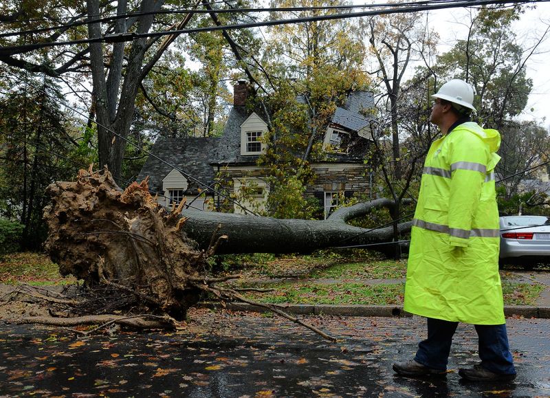 Neighbor's Responsibility Depends On Tree Condition Before Falling