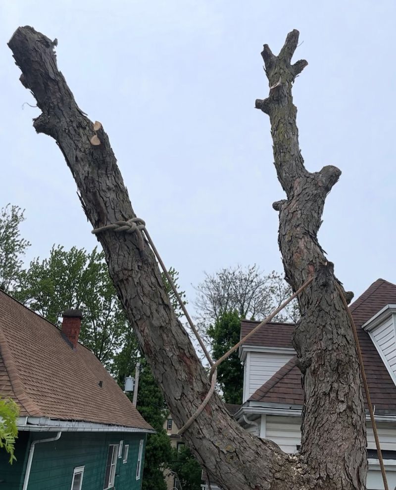 When Tree Damage Creates Legal Liability
