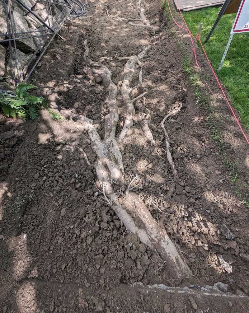 When Homeowners Insurance Covers Root Damage