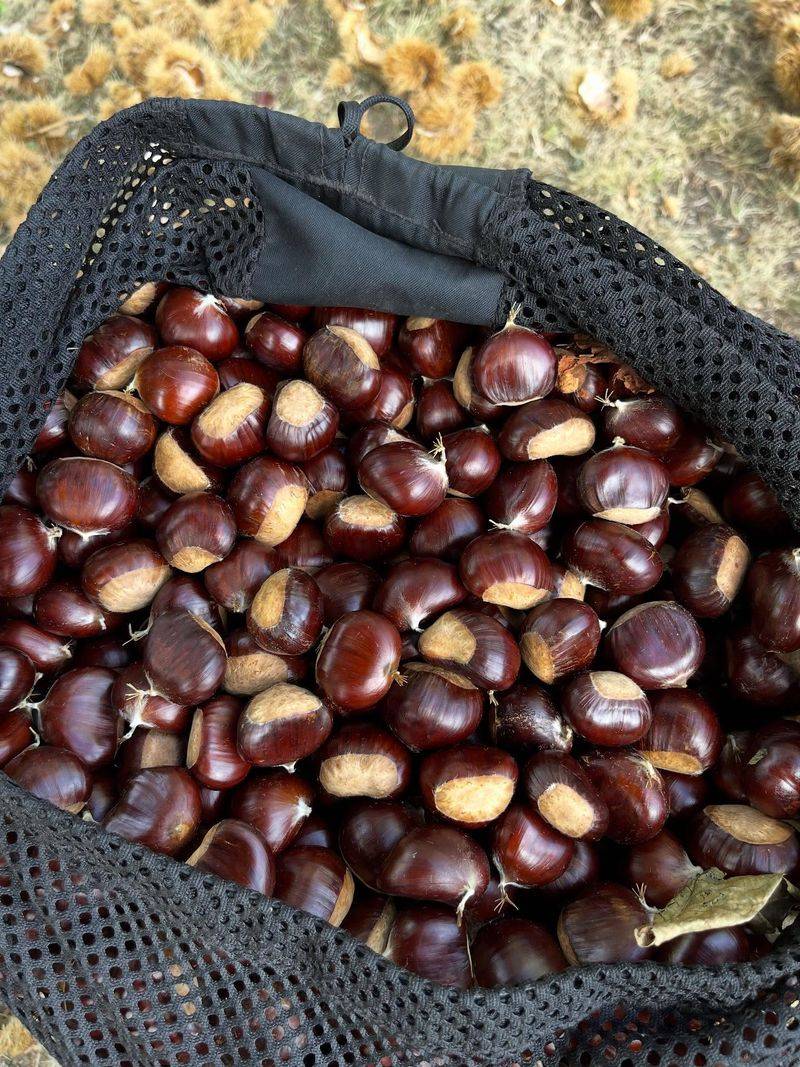 Recent Tree Drops Increase Nut Availability