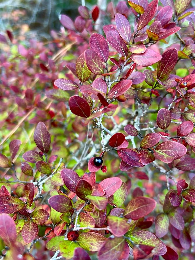 Don't Let One Shrub Become A Colony