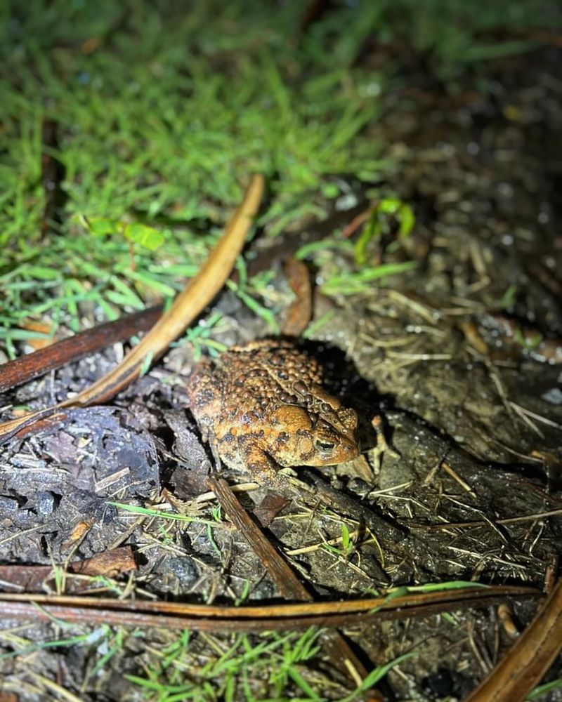 Breeding Season Is Happening