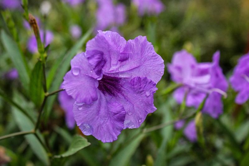 Mexican Petunia: The Gentle Free Spirit