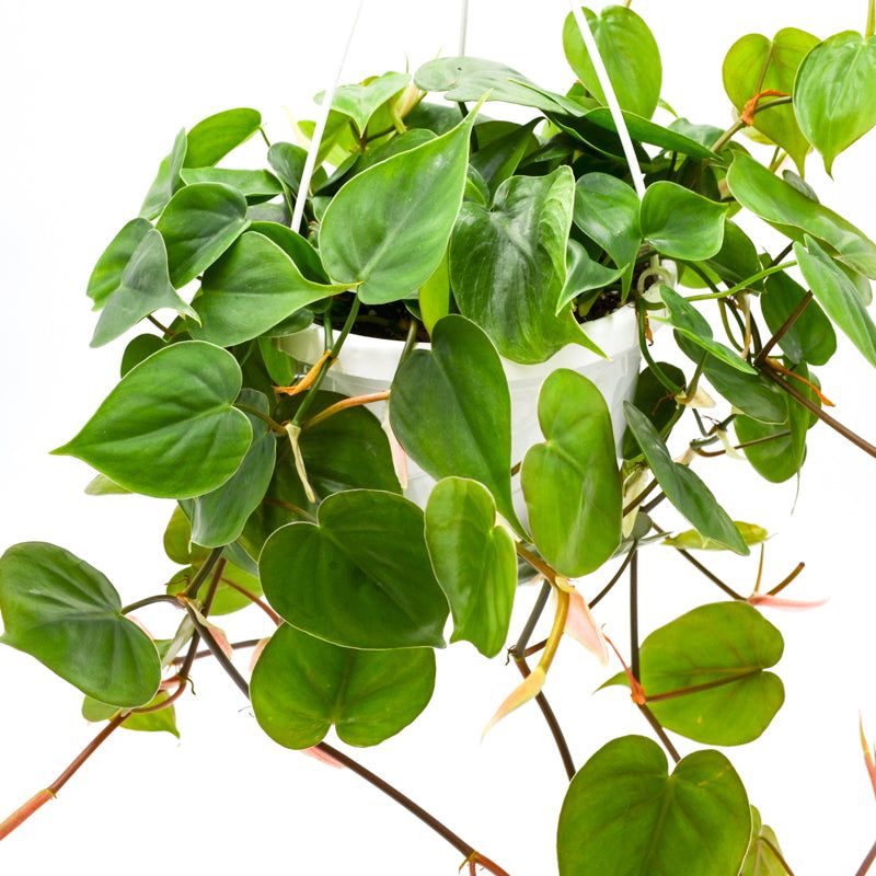 Heartleaf Philodendron (Philodendron Hederaceum)