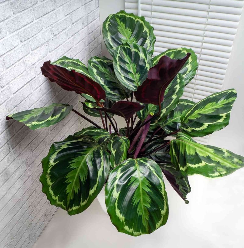 Calathea (Prayer Plant Varieties)