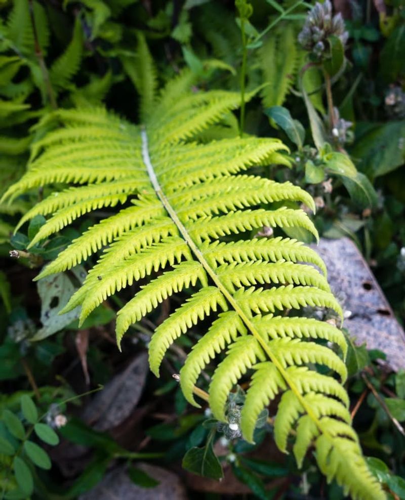 Ferns