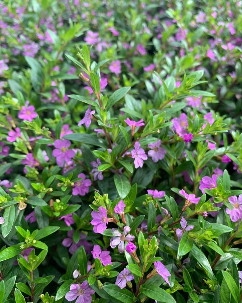 Mexican Heather