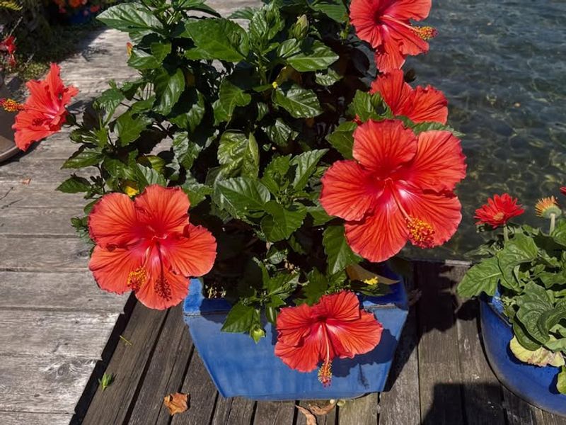 Hibiscus Corner by the Pool Area