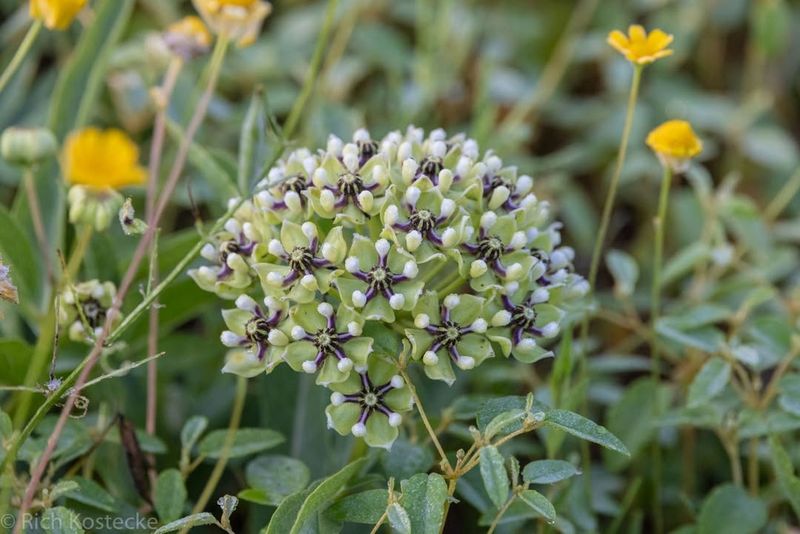 Texas Milkweed