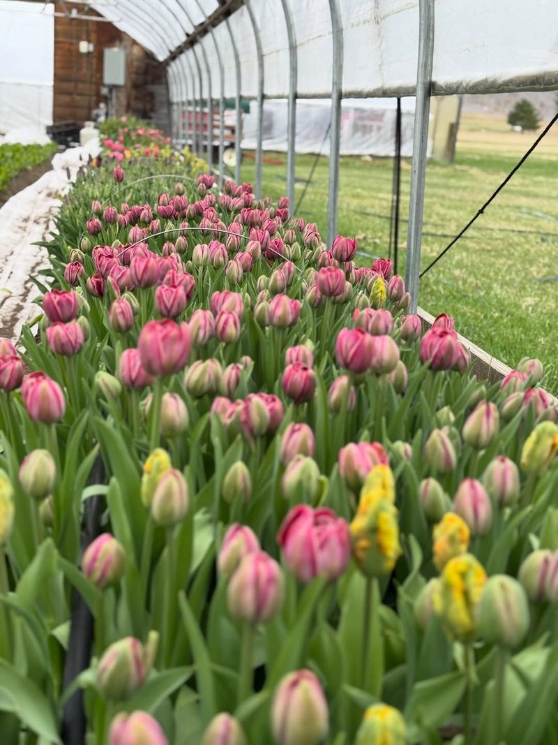 Intensive Four-Season Garden With Succession Planning