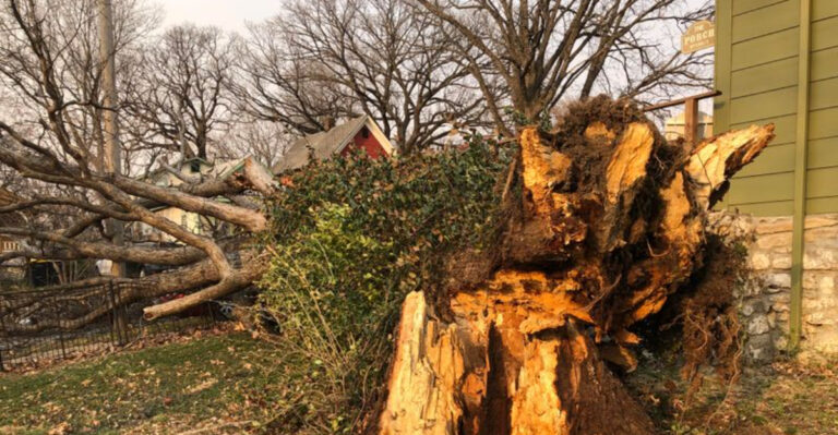 damaged tree in yard