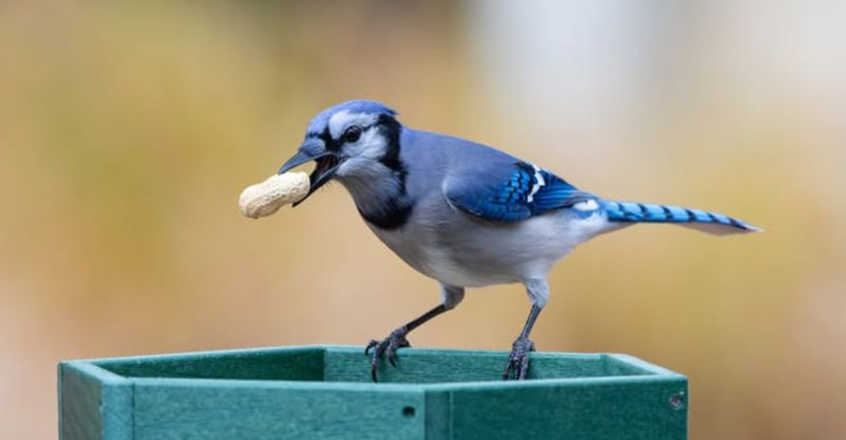 blue jay eating whole peanut