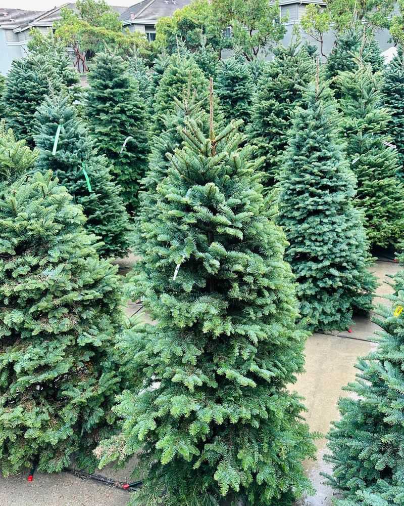 Oregon Grows More Christmas Trees Than Any Other State