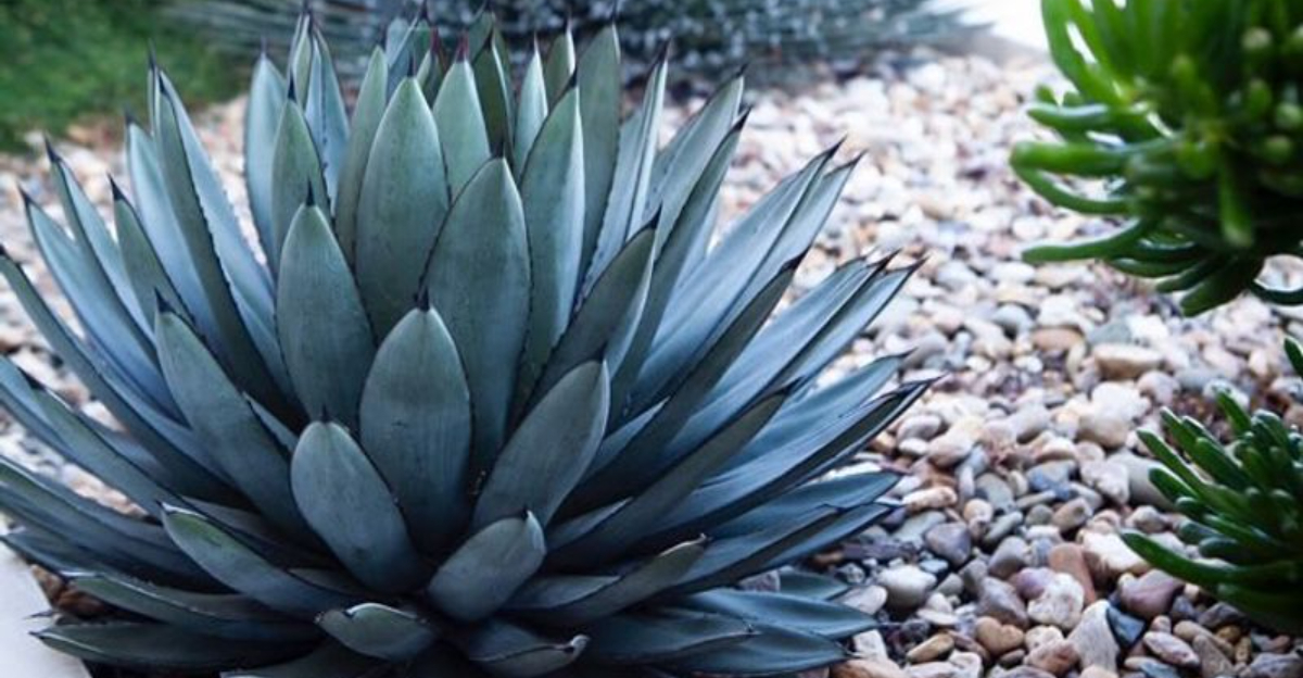 agave plant