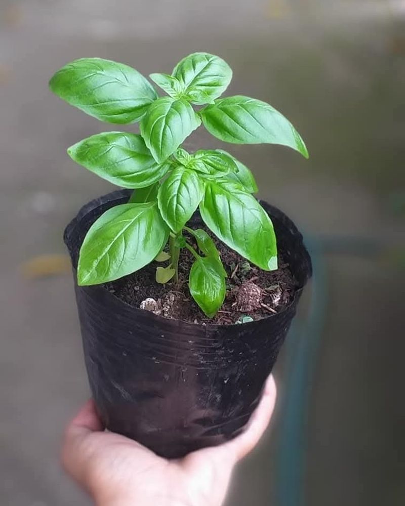 Planting Basil Outdoors Before Soil Warms