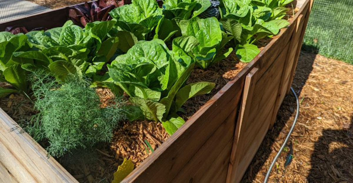 lettuce and dill in a raised bed