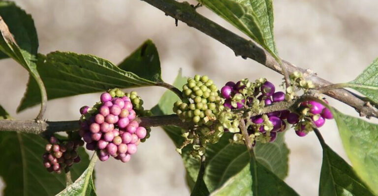 Callicarpa americana