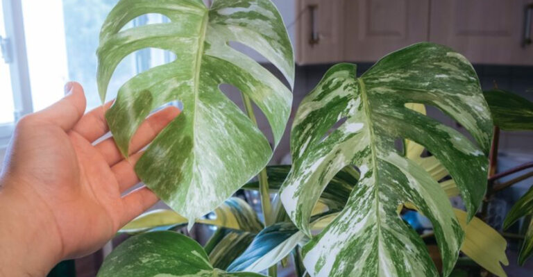 houseplant in winter