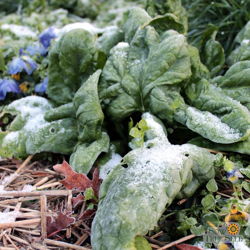 Spinach That Survives Frost