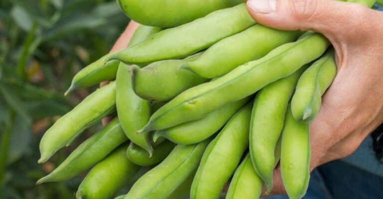 gardener holds broad peas