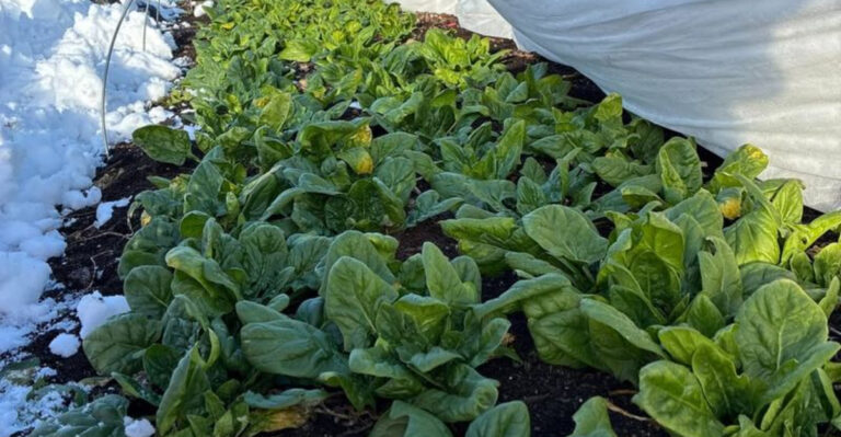 spinach in winter