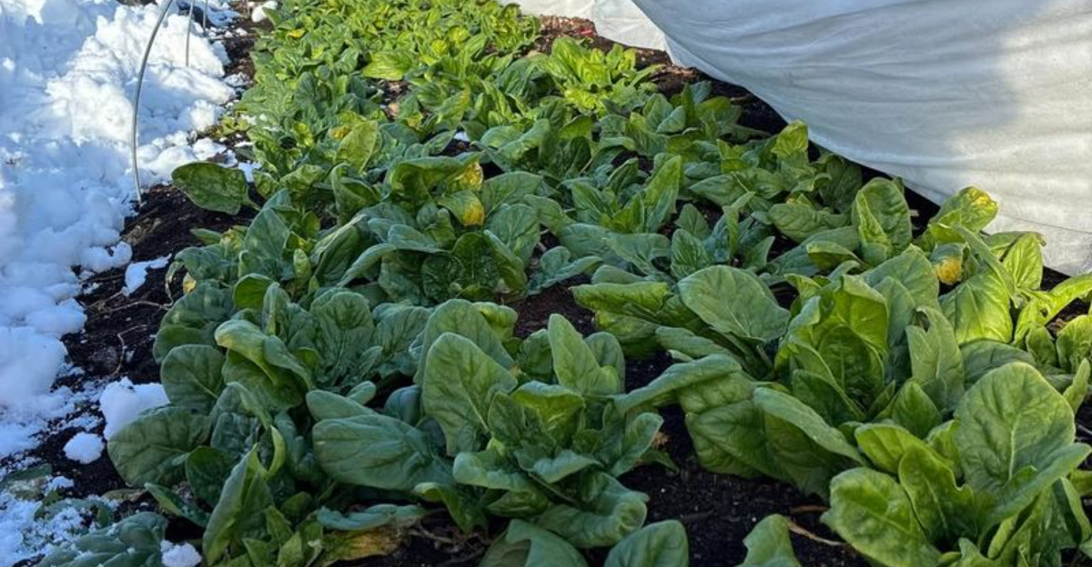 spinach in winter