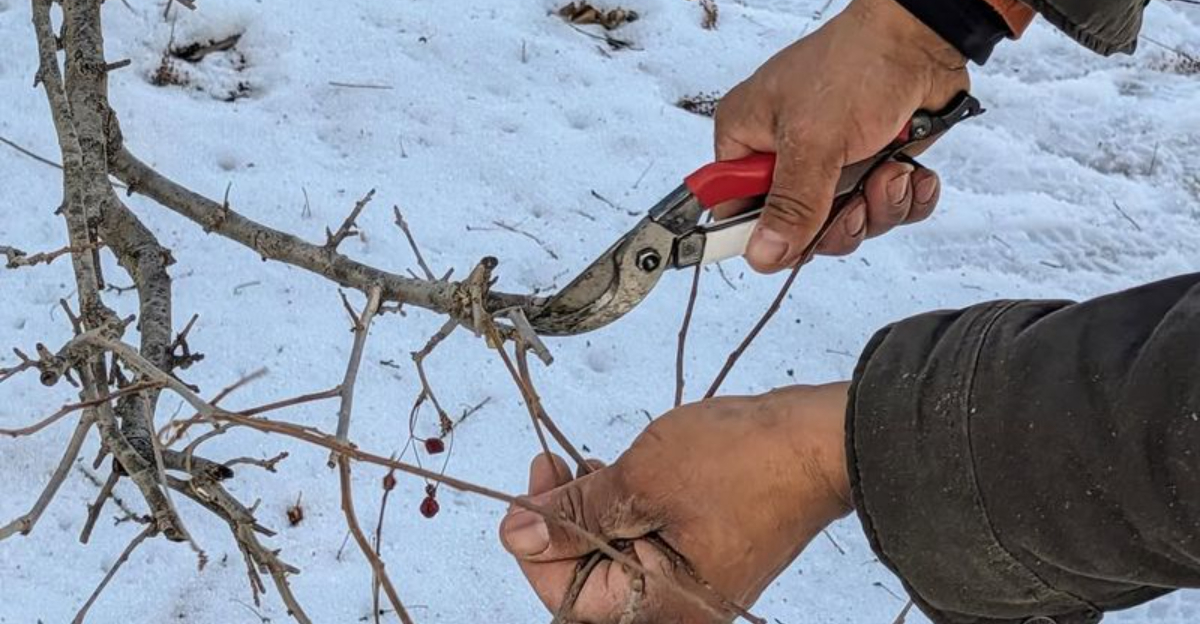 10 Common Gardening Habits In California That Are Doing More Harm Than Good