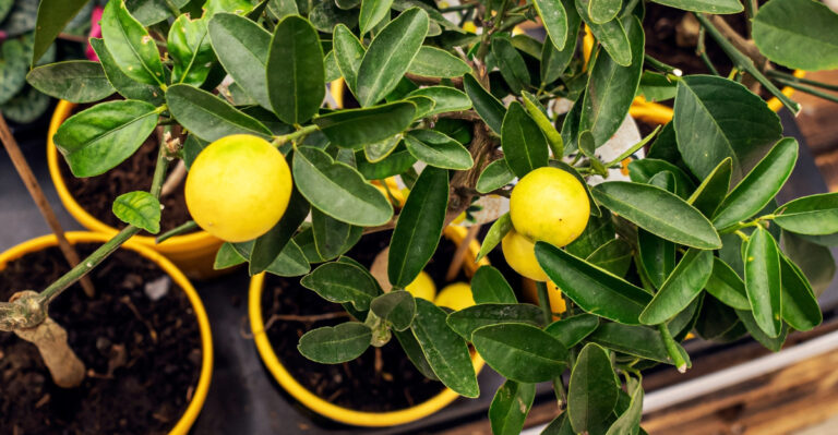 fruit tree (featured image)