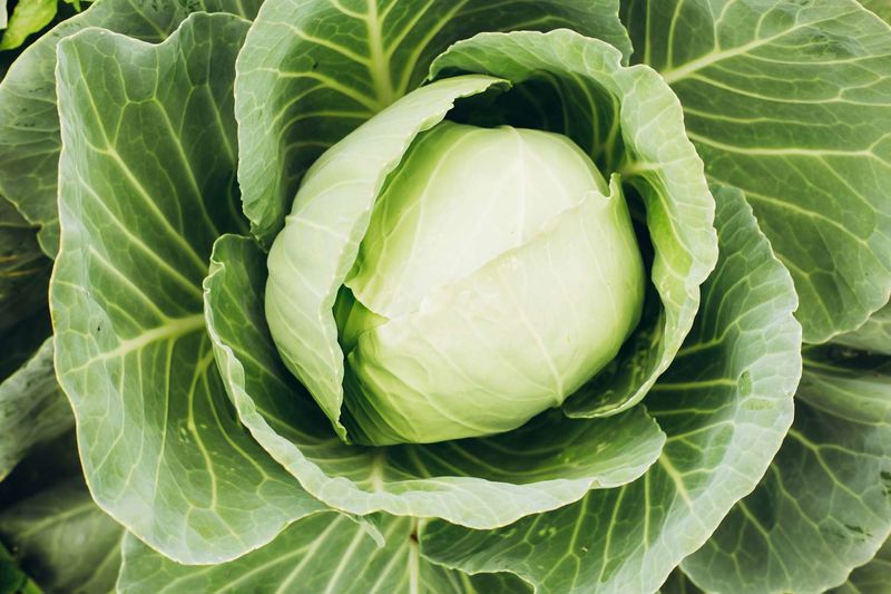 Cabbage (Brassica oleracea)
