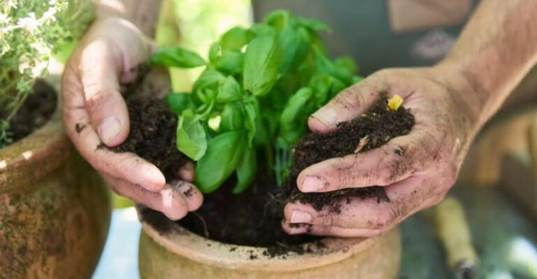 basil planting