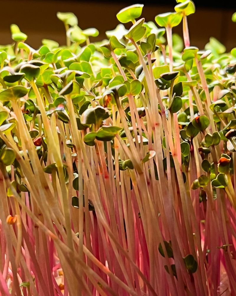 Radish Microgreens