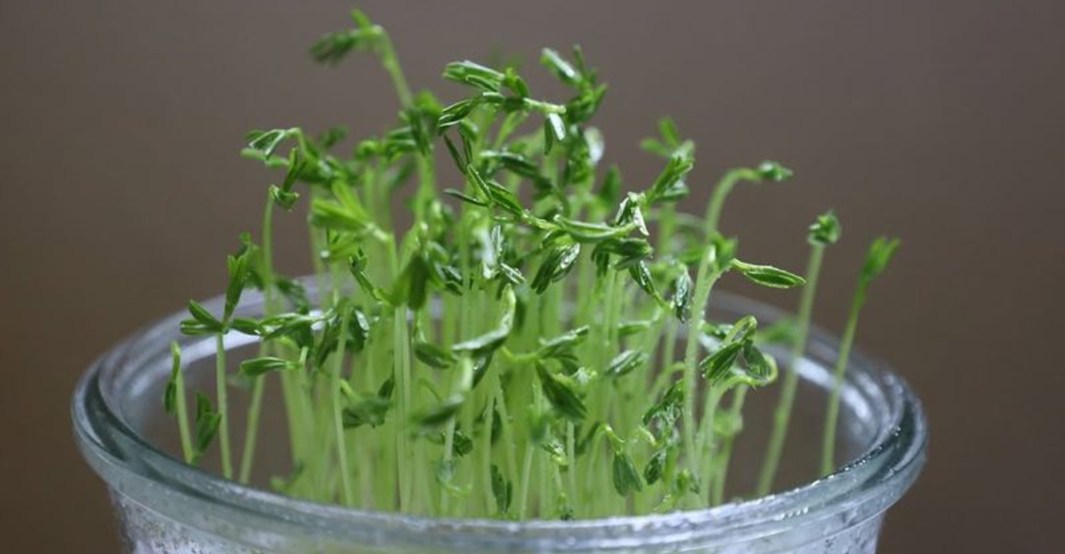 Broccoli Microgreens