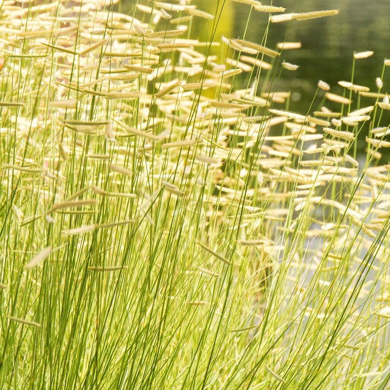 Blue Grama Grass