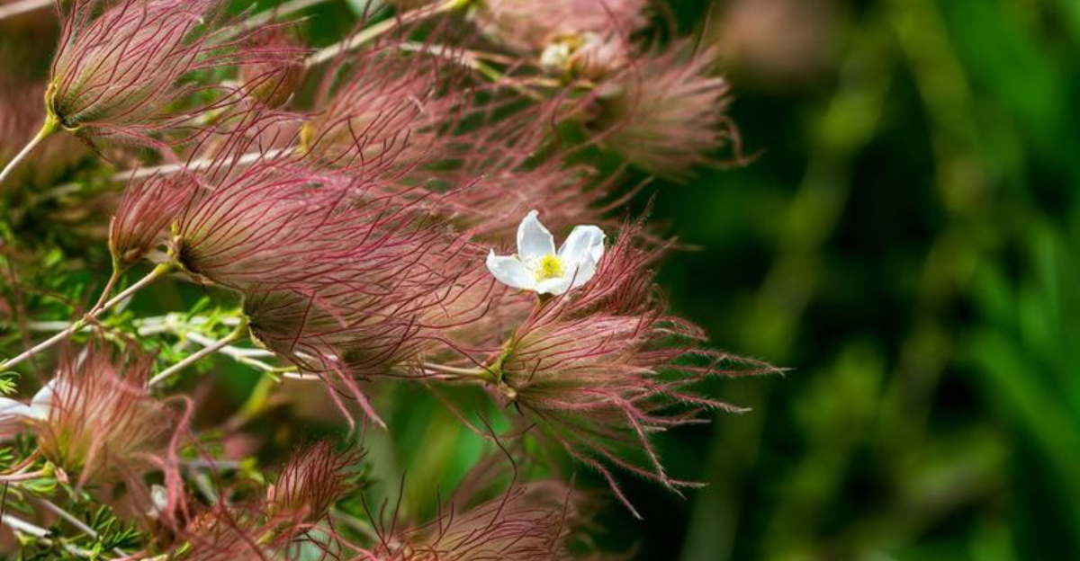 10 Drought-Tolerant Plants That Grow Well In Colorado