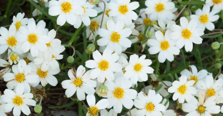 plants (featured image)