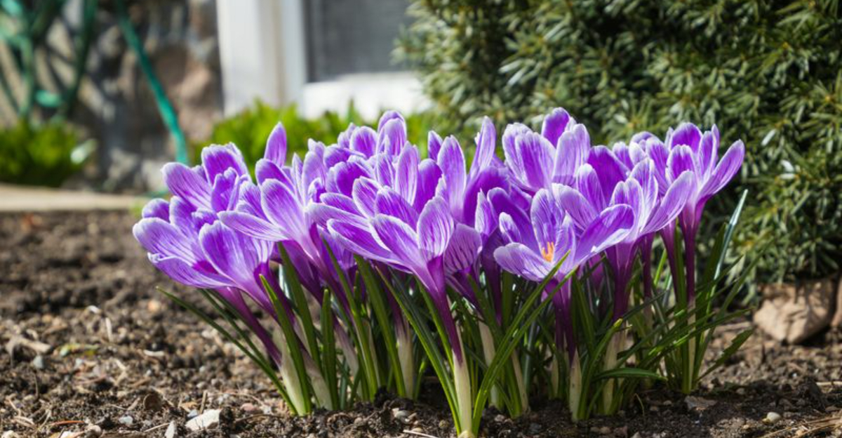 10 Early Spring Flowers That Show Up Before You Expect Them In Georgia