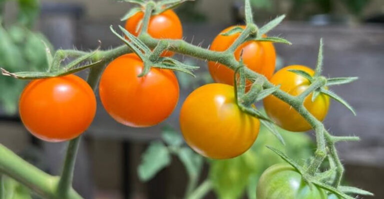 tomato plant