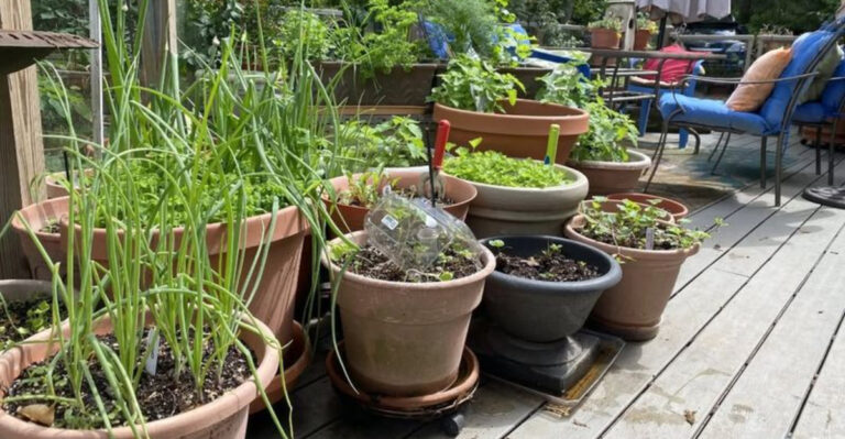 herbs in pots