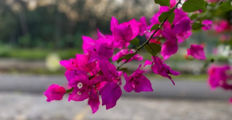 Bougainvillea