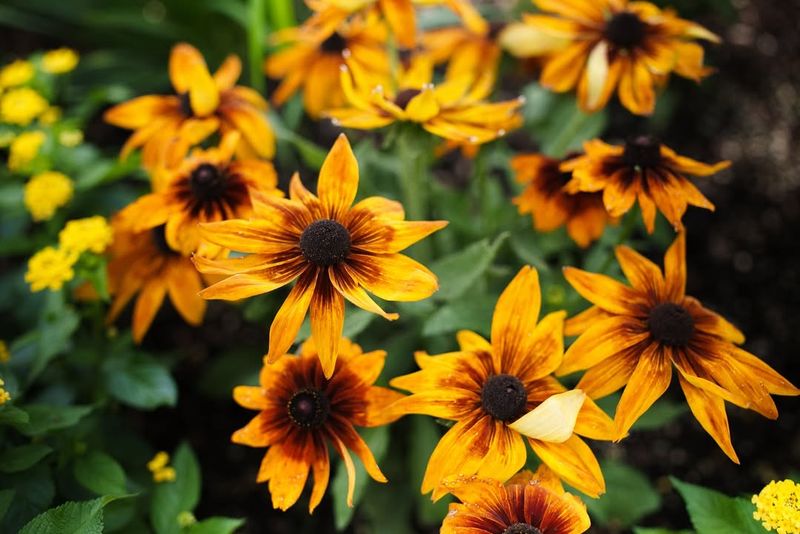 Black-Eyed Susan