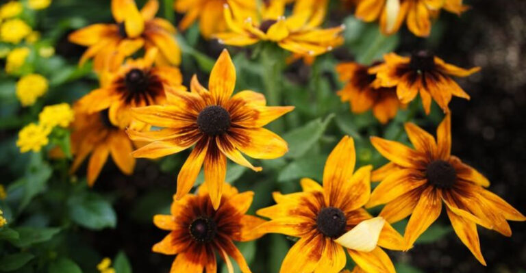 black eyed susan