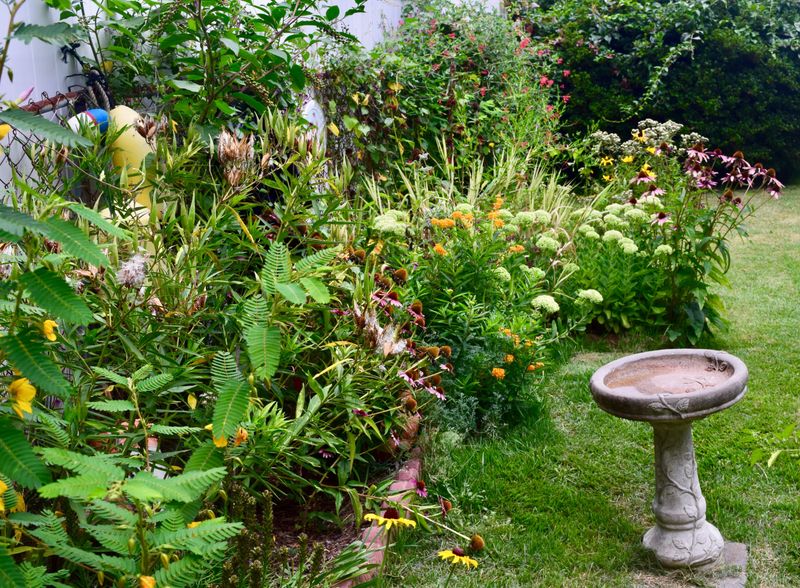 Native Plant Gardens Replace Traditional Lawns