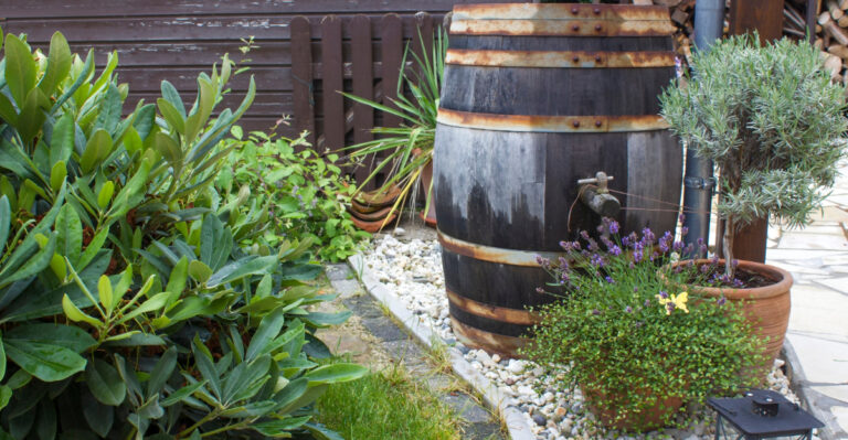 backyard (featured image)