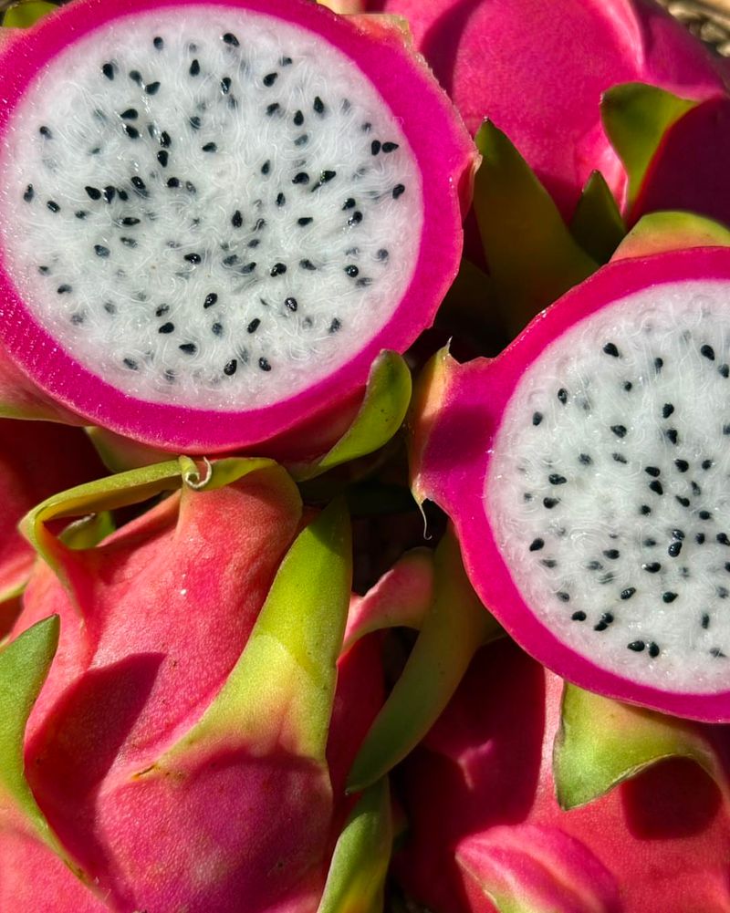 Dragon Fruit (Pitaya – Hylocereus Species)