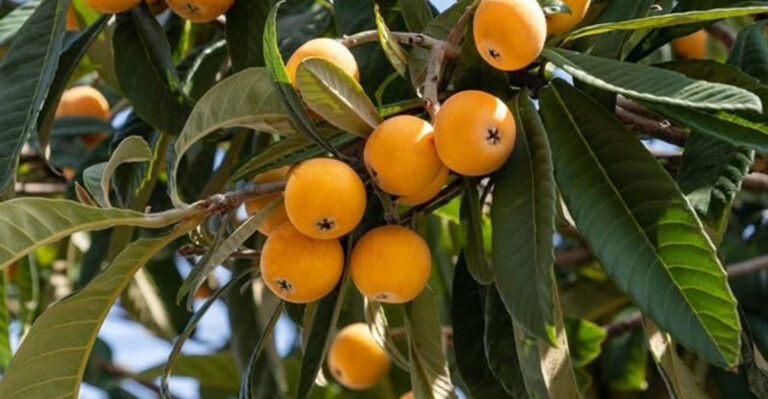 loquat tree