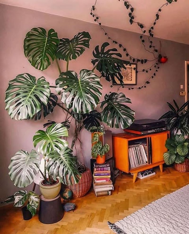 Monstera Deliciosa