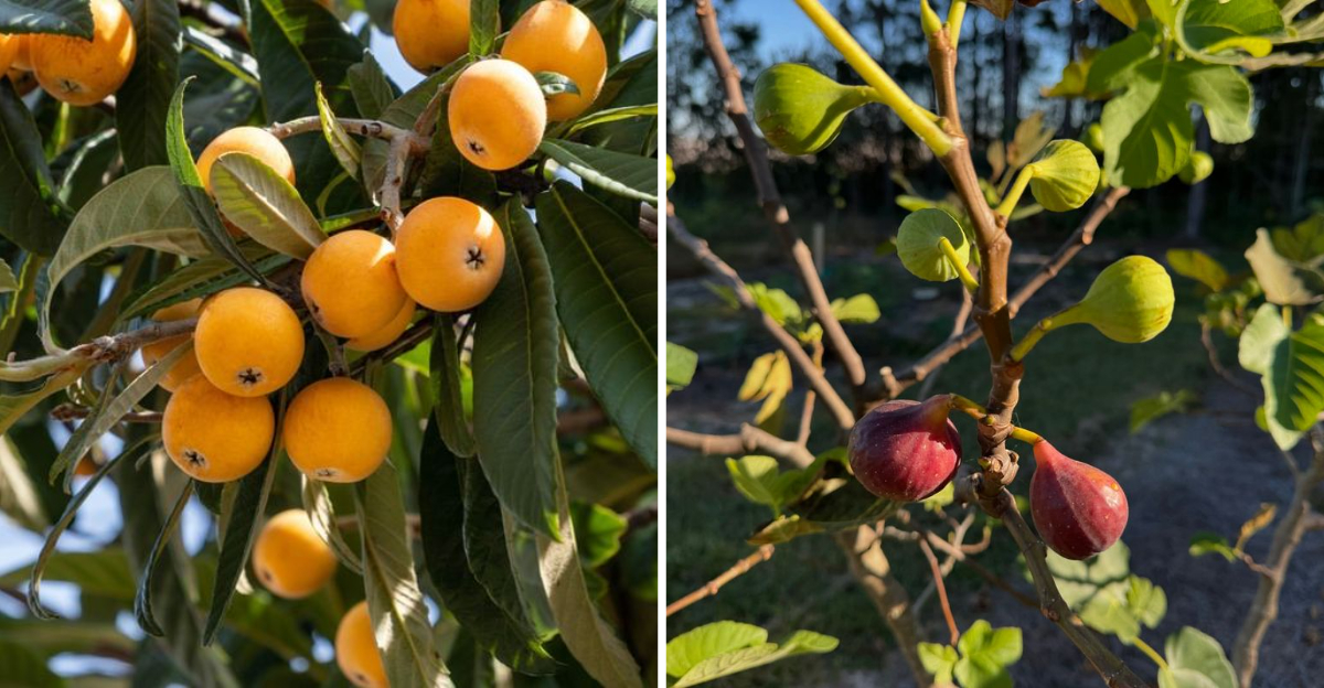 Loquat and celeste figs