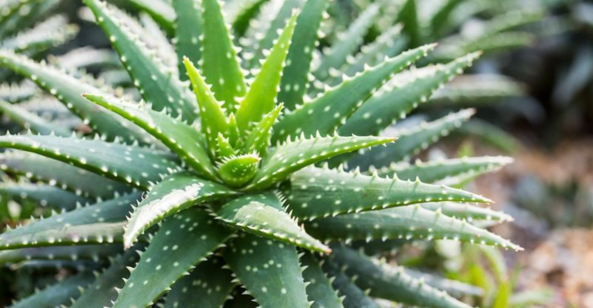 aloe vera
