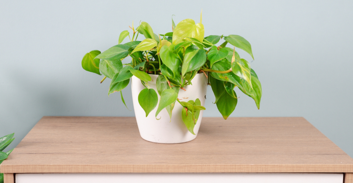 houseplant (featured image)
