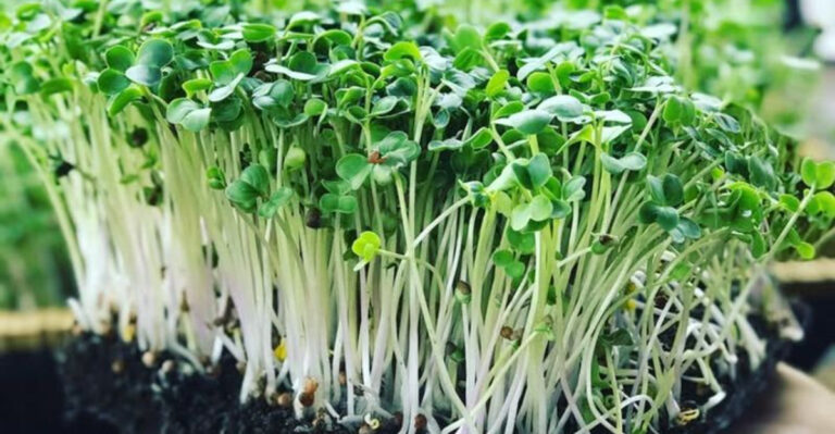 microgreens